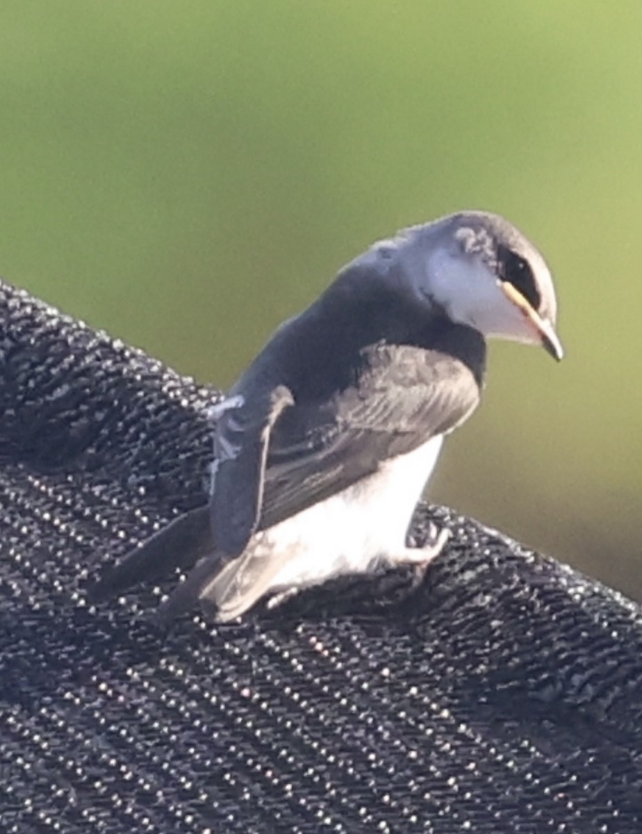 Mangrove Swallow - ML638062913