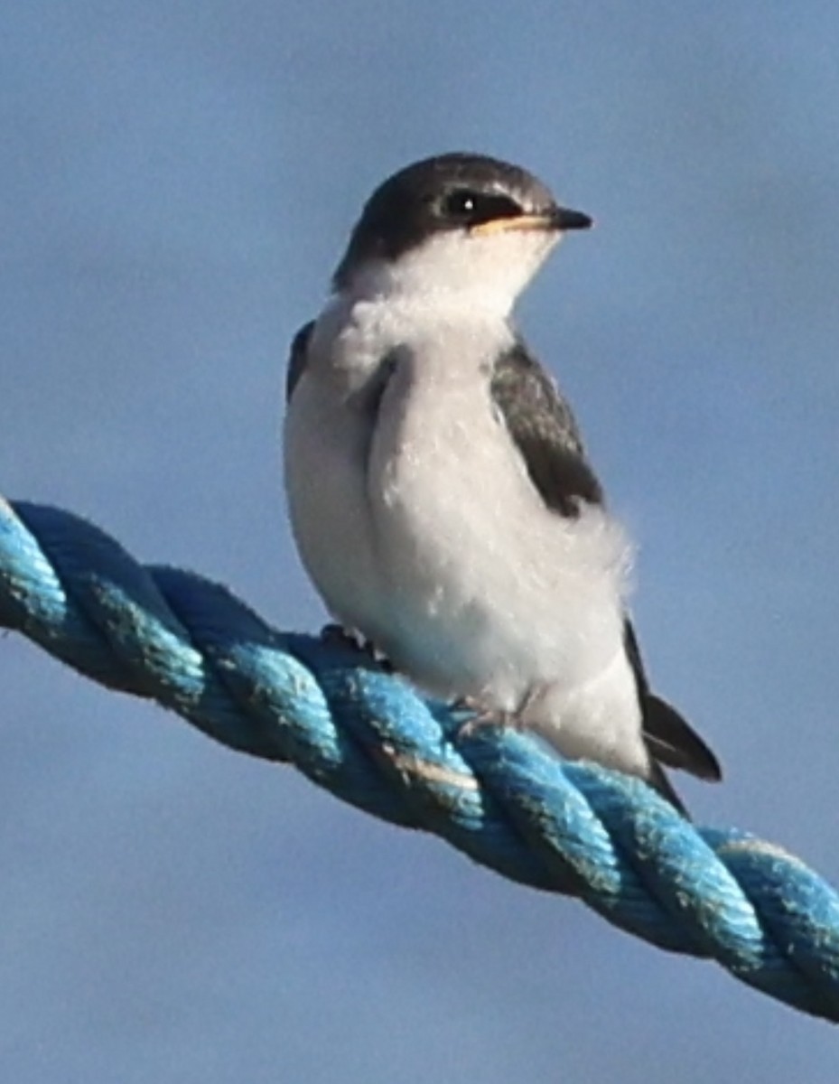 Mangrove Swallow - ML638062914
