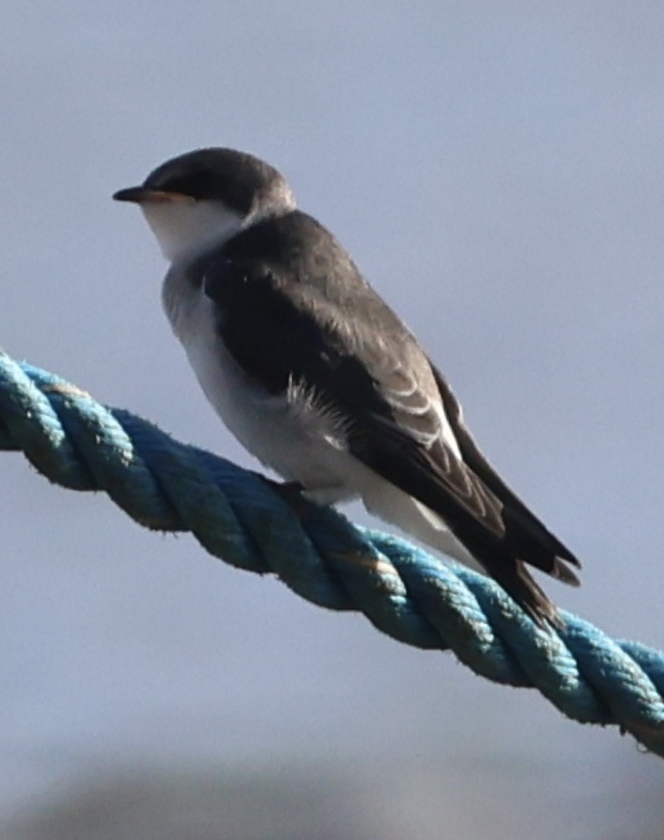 Mangrove Swallow - ML638062915