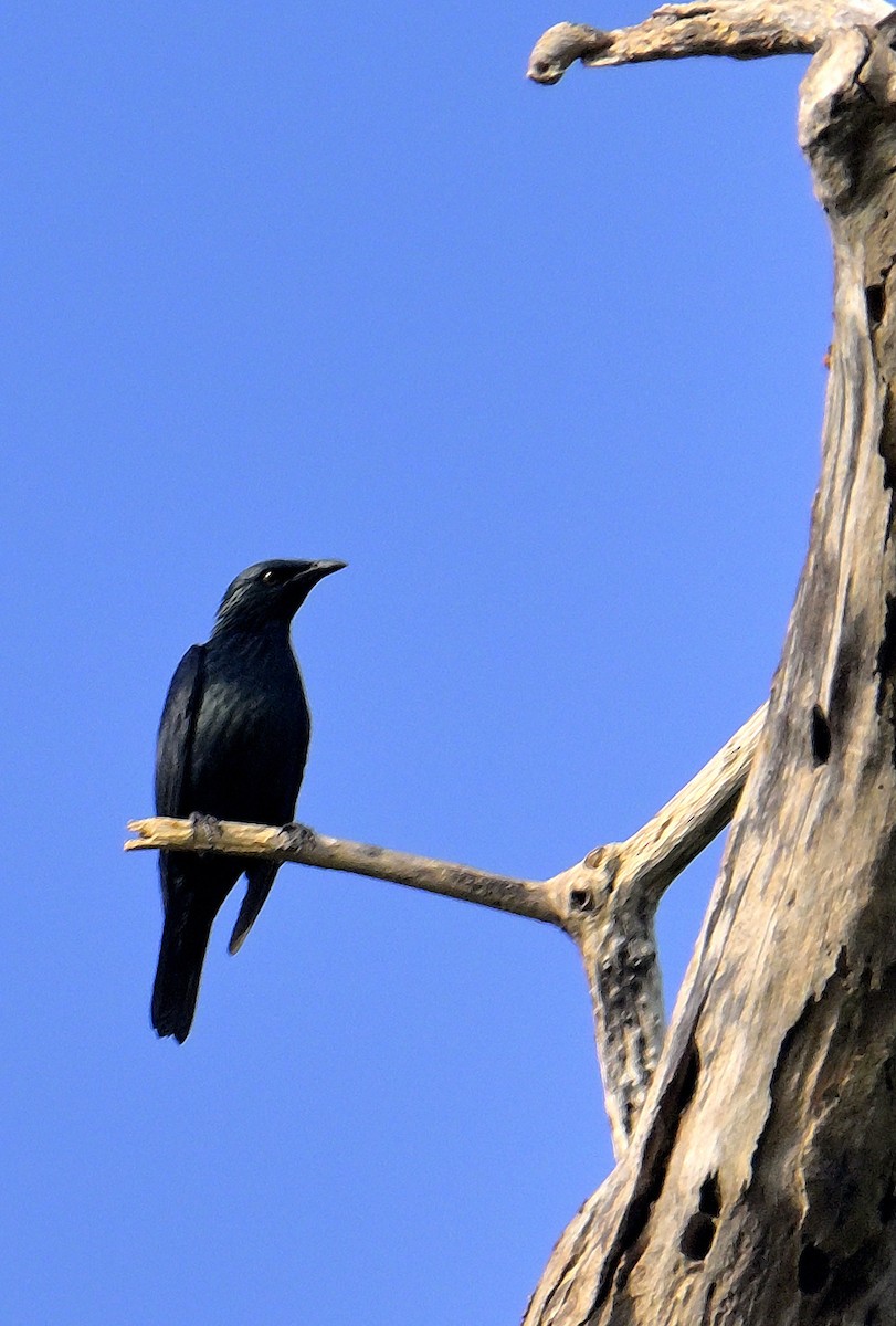 Asian Glossy Starling - ML638062917