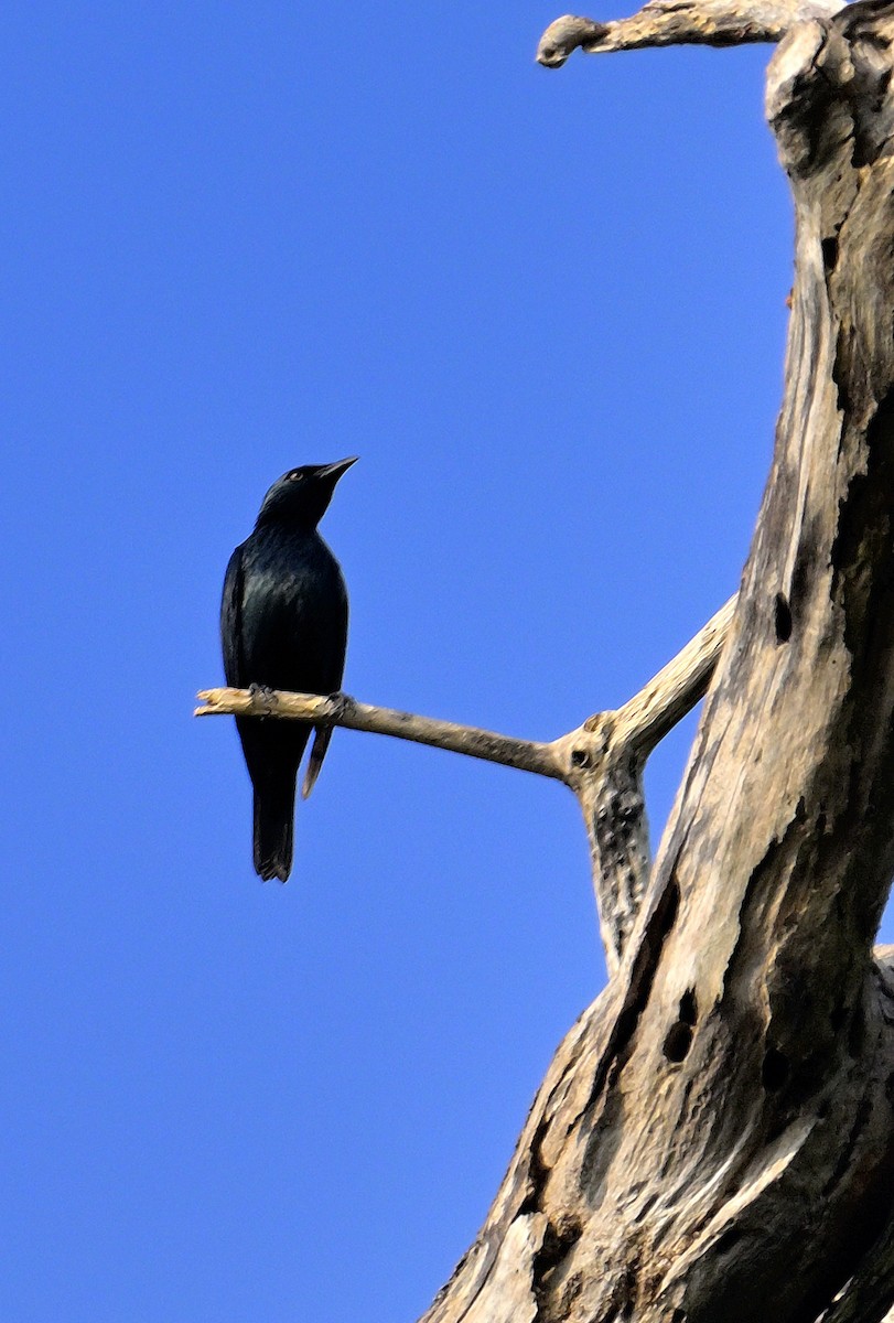 Asian Glossy Starling - ML638062919