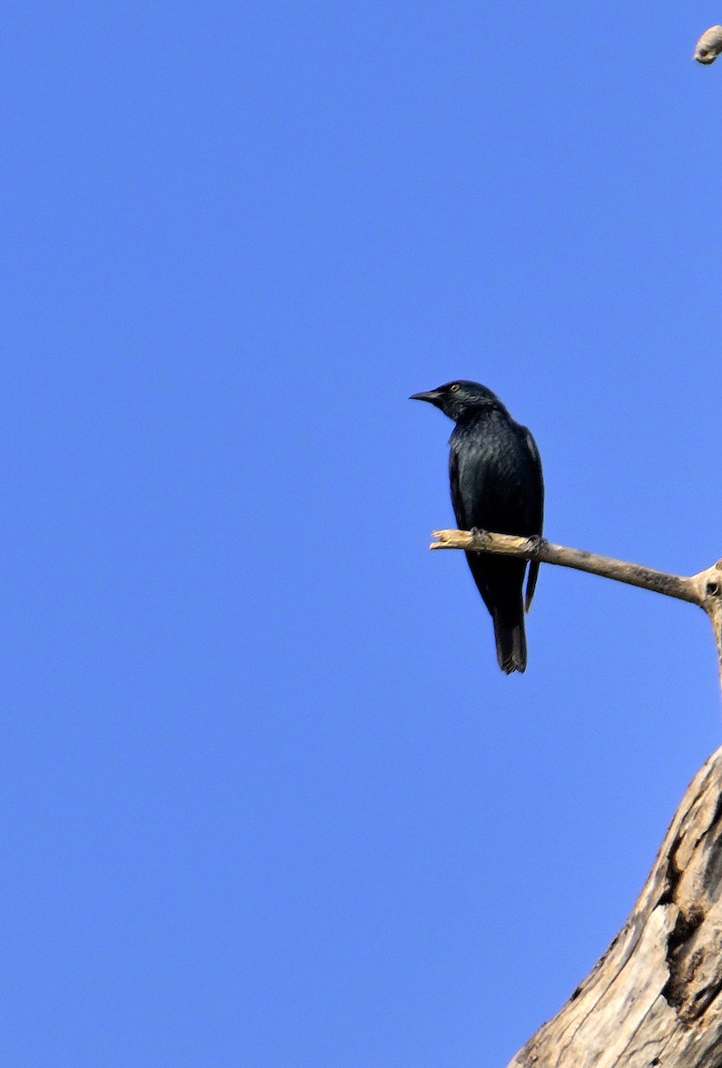 Asian Glossy Starling - ML638062920