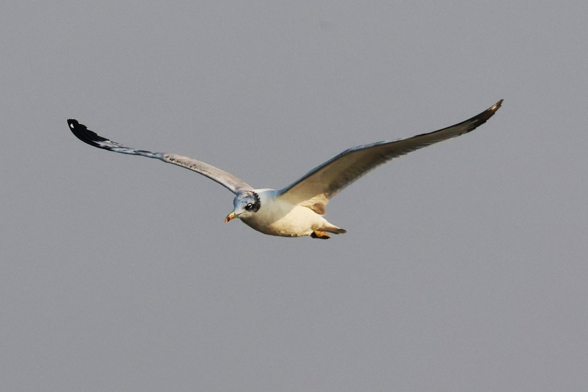 漁鷗 - ML638062929