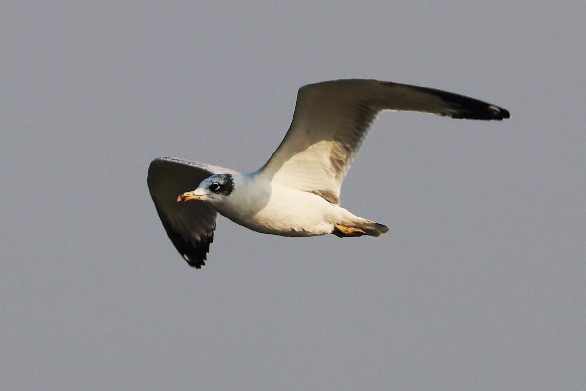 漁鷗 - ML638062935