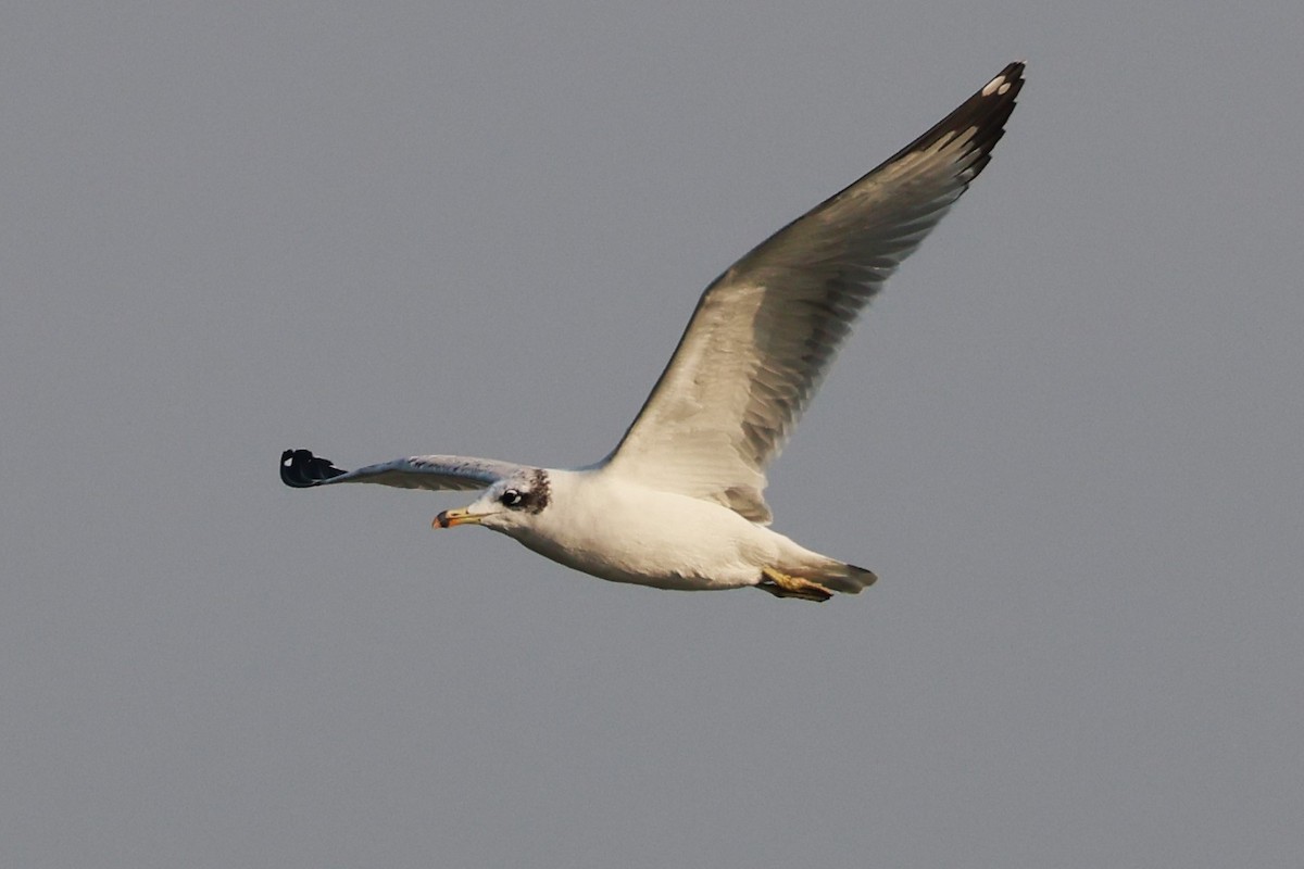 漁鷗 - ML638062936