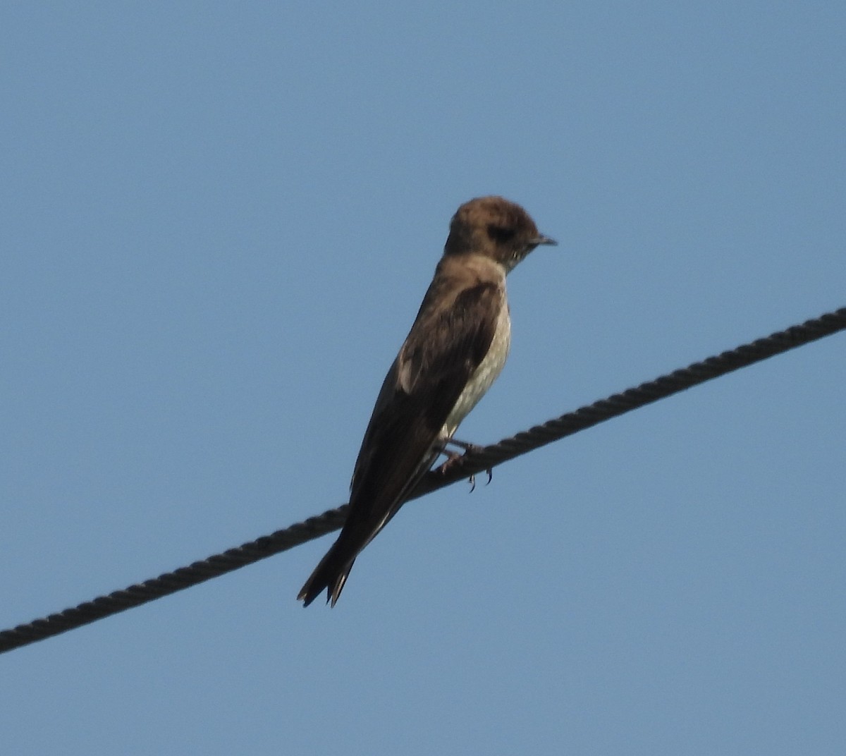 Northern Rough-winged Swallow - ML638062940