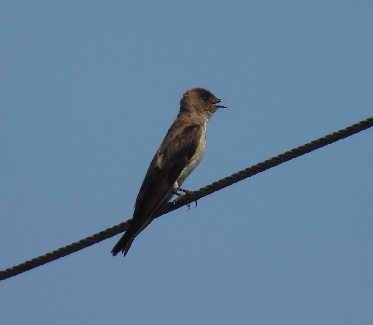 Northern Rough-winged Swallow - ML638062941