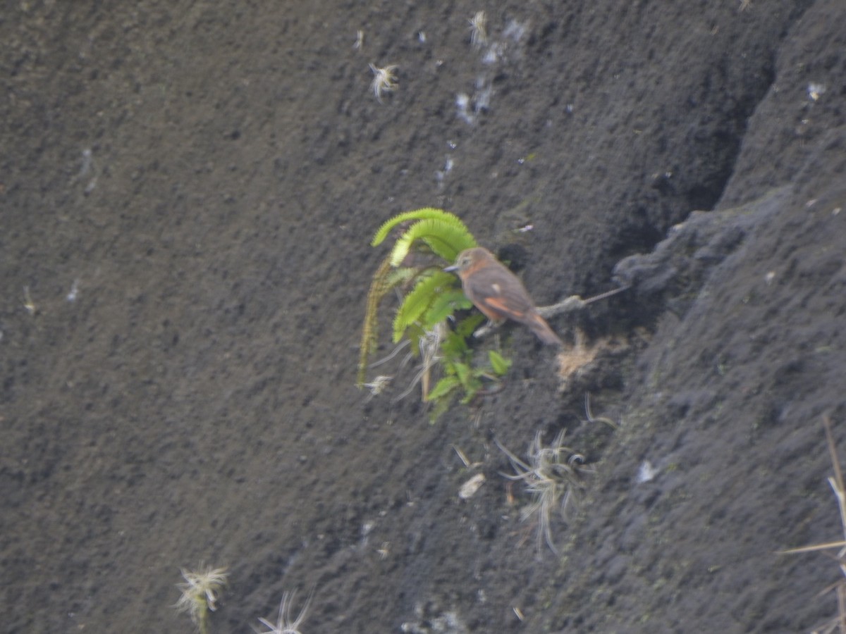 Cliff Flycatcher - ML638062942