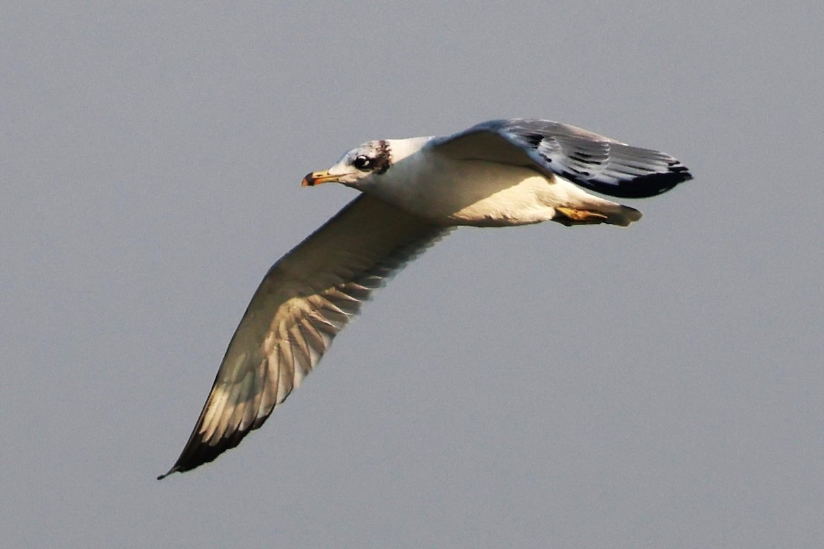 漁鷗 - ML638062943