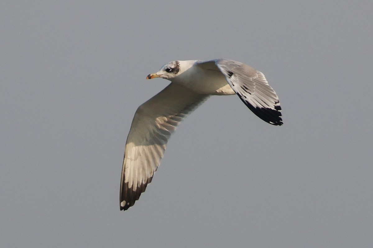 漁鷗 - ML638062944