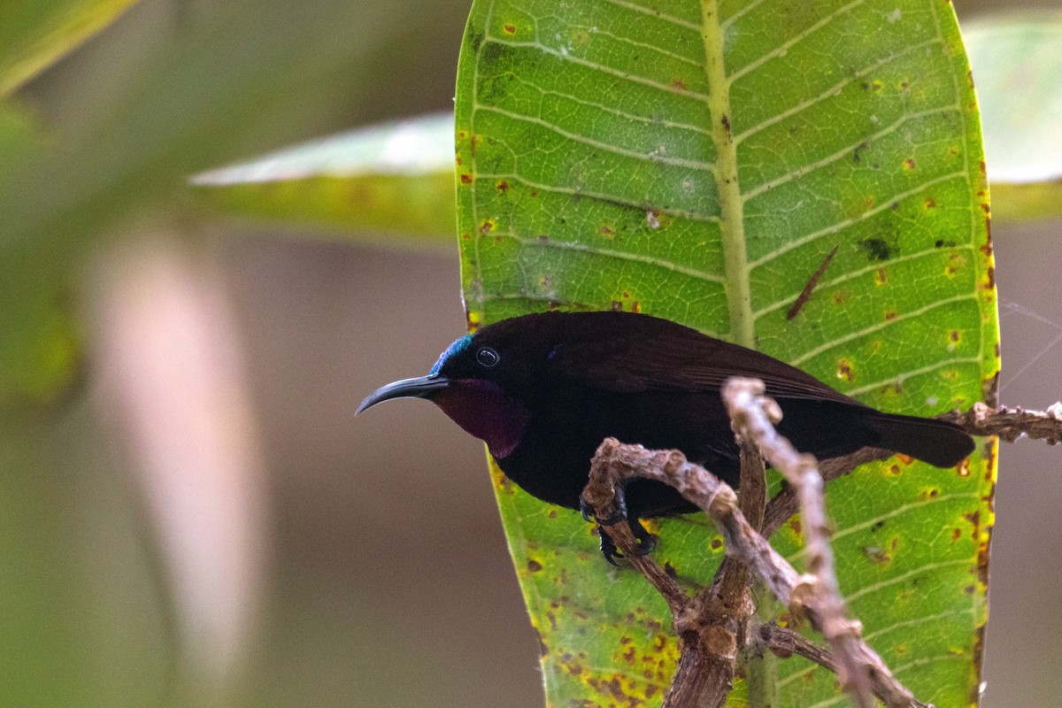 Amethyst Sunbird - ML638062975
