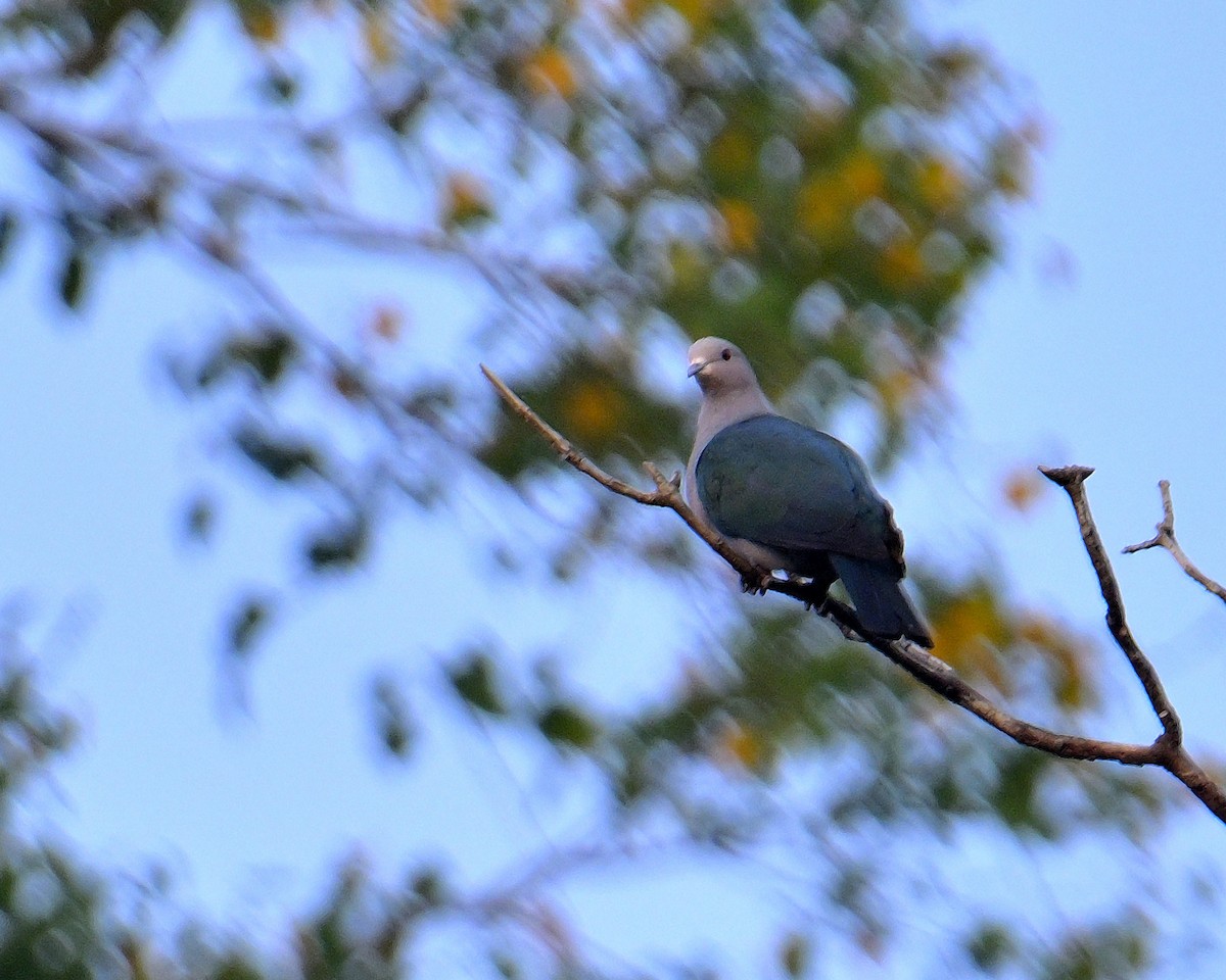 Green Imperial-Pigeon - ML638062982