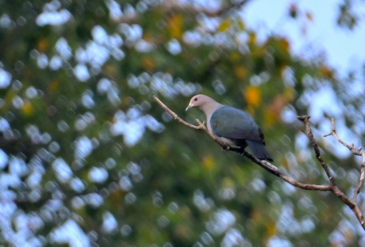 Green Imperial-Pigeon - ML638062983