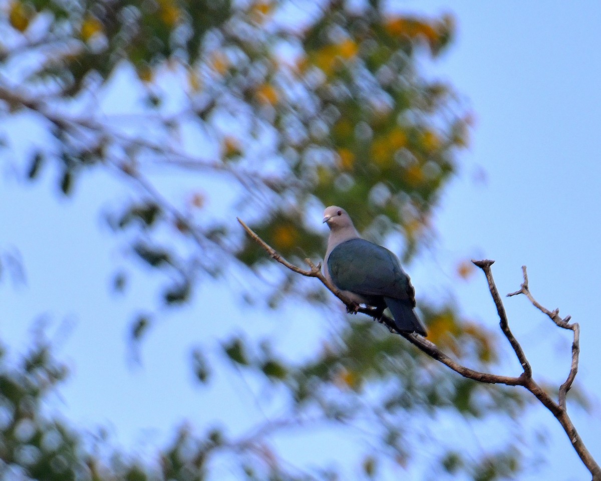 Green Imperial-Pigeon - ML638062984