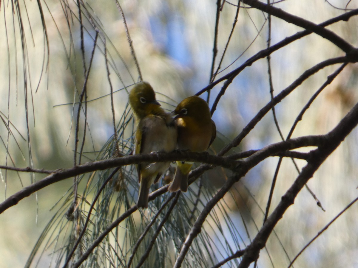 Warbling White-eye - ML638062991