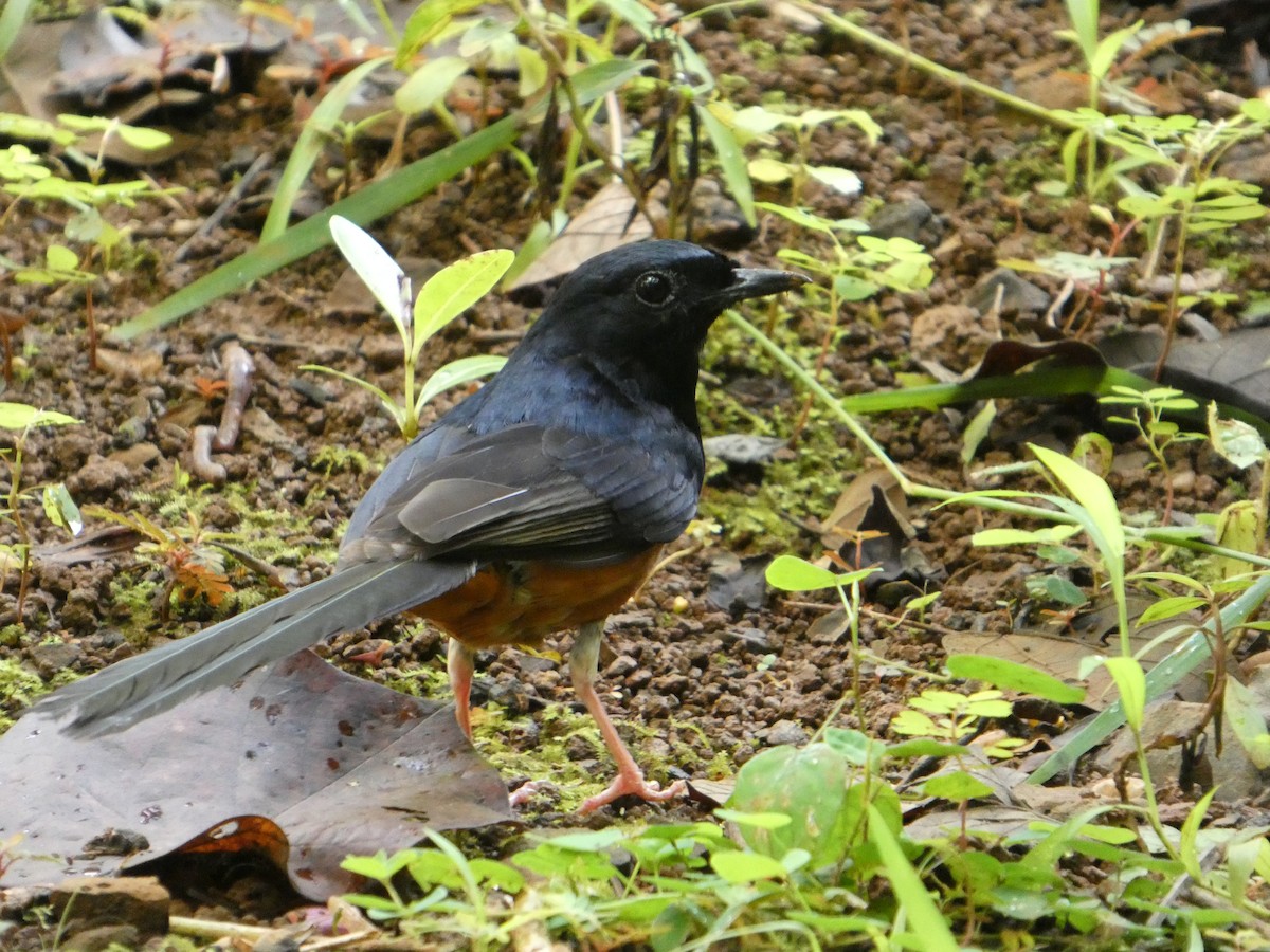 White-rumped Shama - ML638063006
