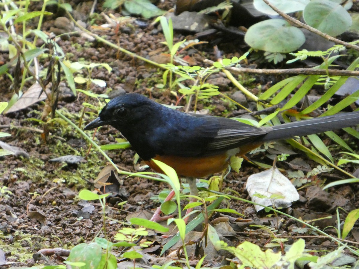 White-rumped Shama - ML638063012