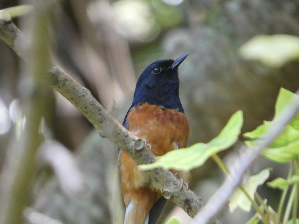 White-rumped Shama - ML638063019