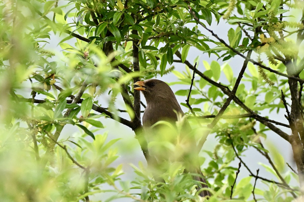 Great Parrotbill - ML638063027