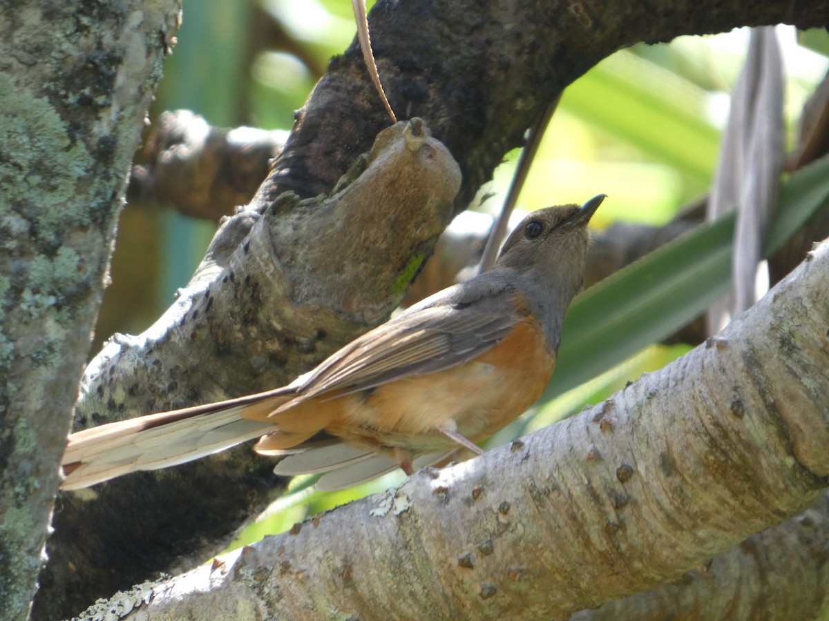 White-rumped Shama - ML638063028