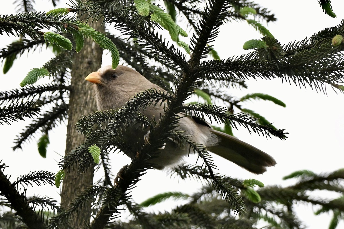 Great Parrotbill - ML638063034