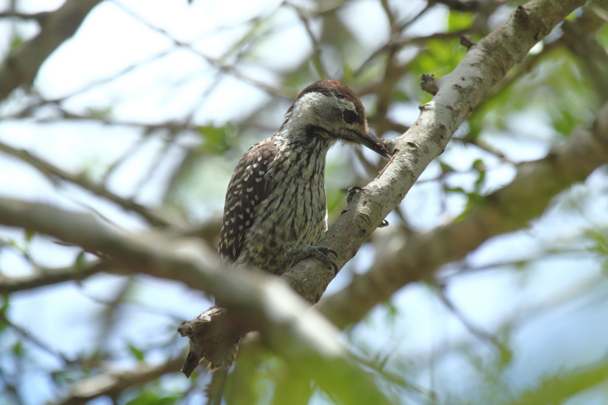 Cardinal Woodpecker - ML638063077