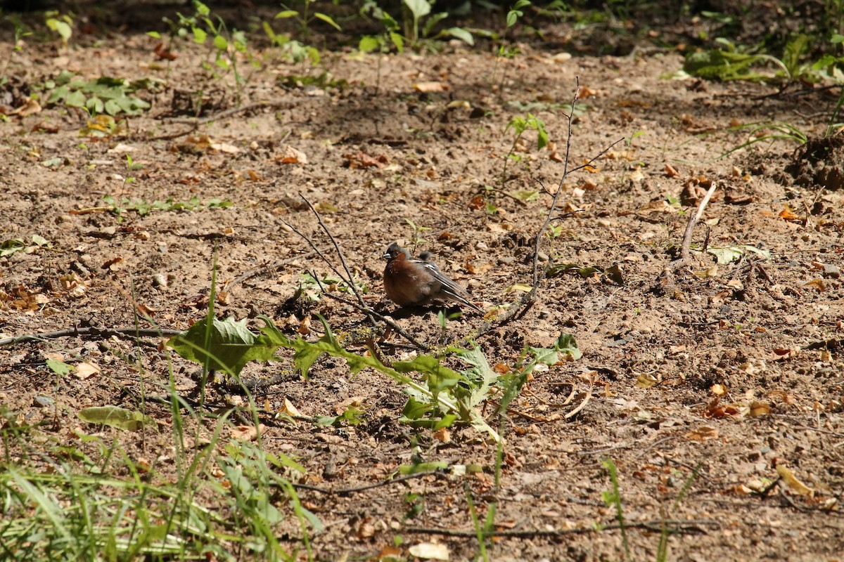 Common Chaffinch - ML638063079