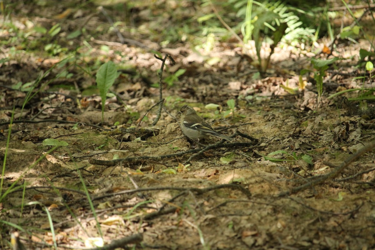 Common Chaffinch - ML638063088