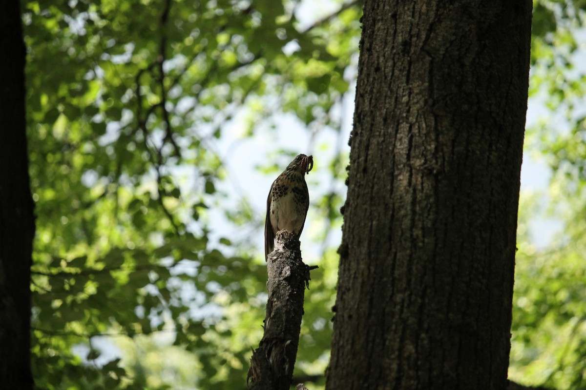 Fieldfare - ML638063103