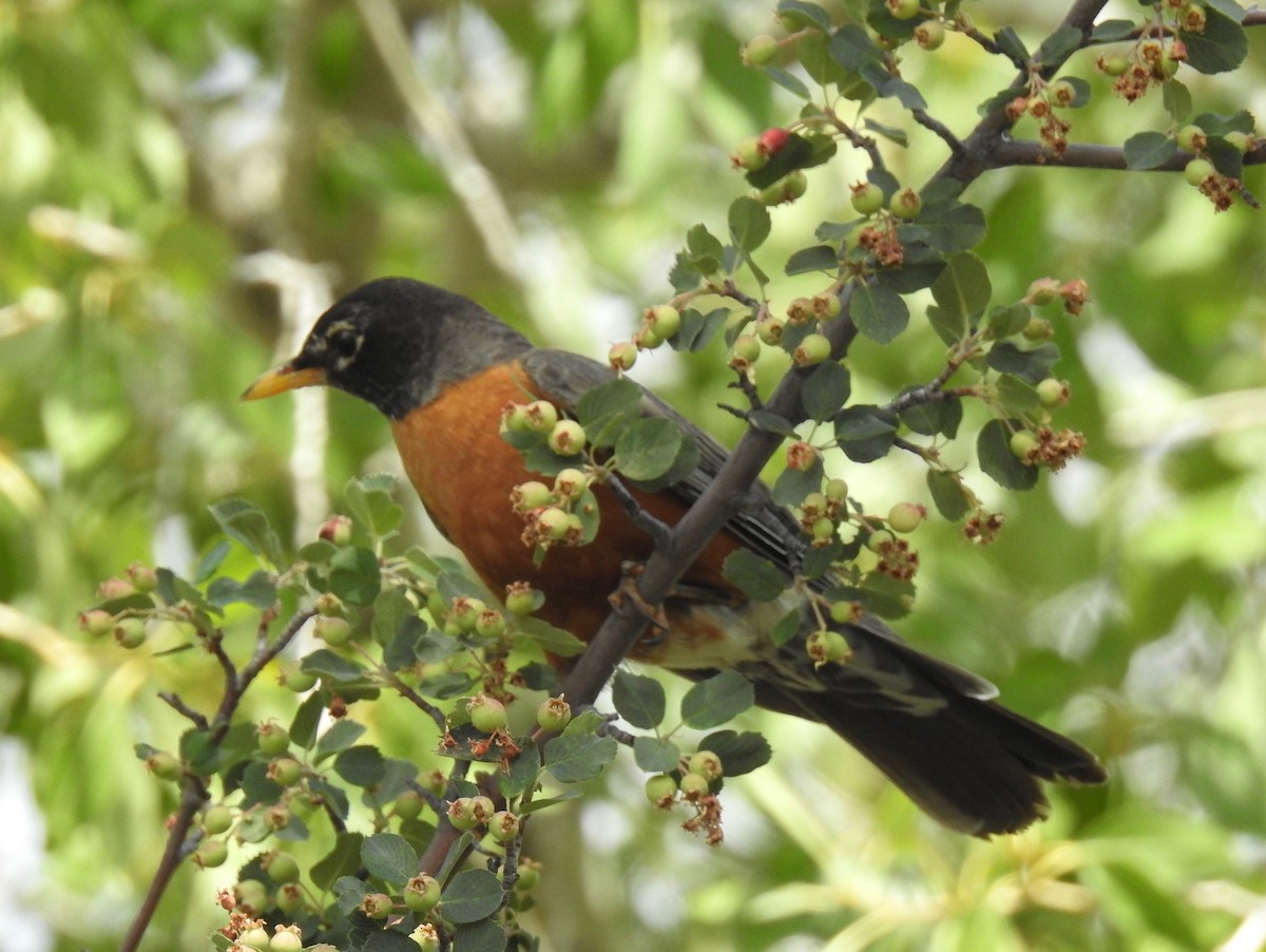 American Robin - ML63806311