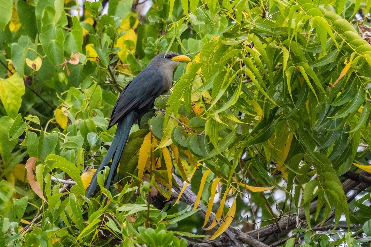 Green Malkoha - ML638063113