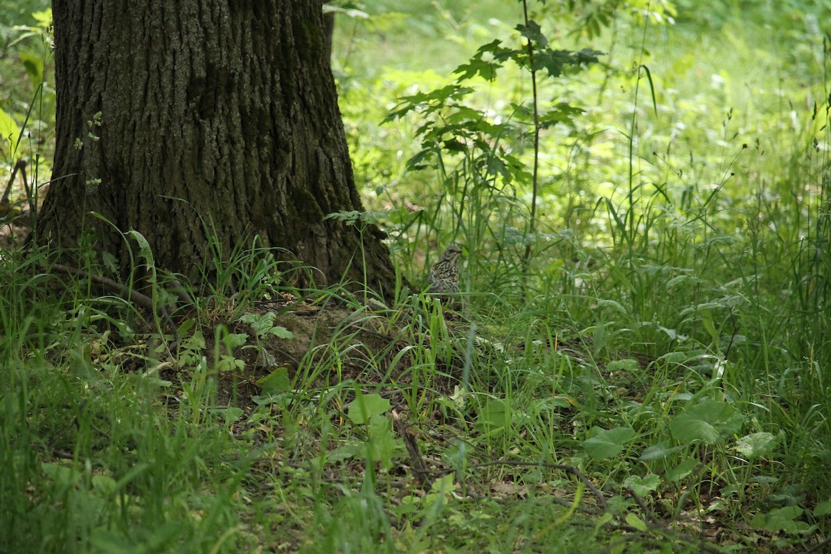 Song Thrush - ML638063117
