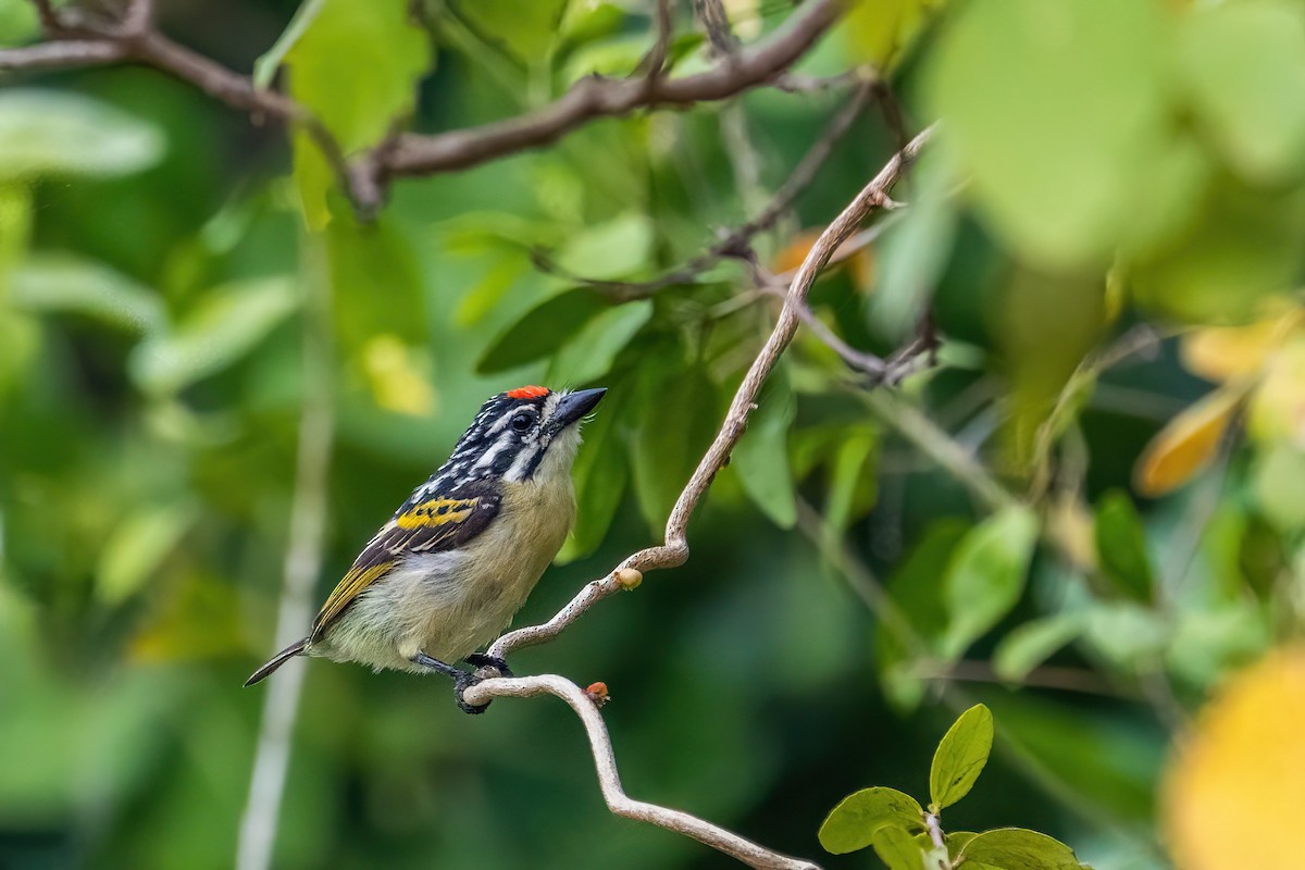 Northern Red-fronted Tinkerbird - ML638063119