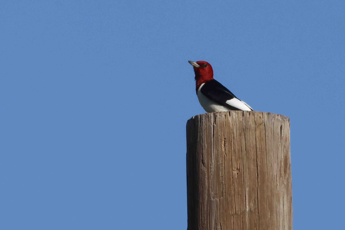 Red-headed Woodpecker - ML638063122