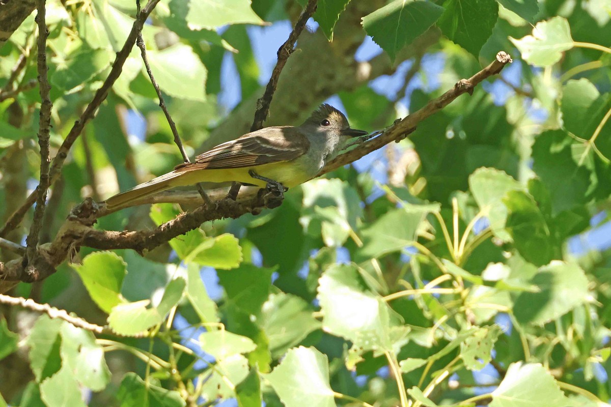 Great Crested Flycatcher - ML638063131