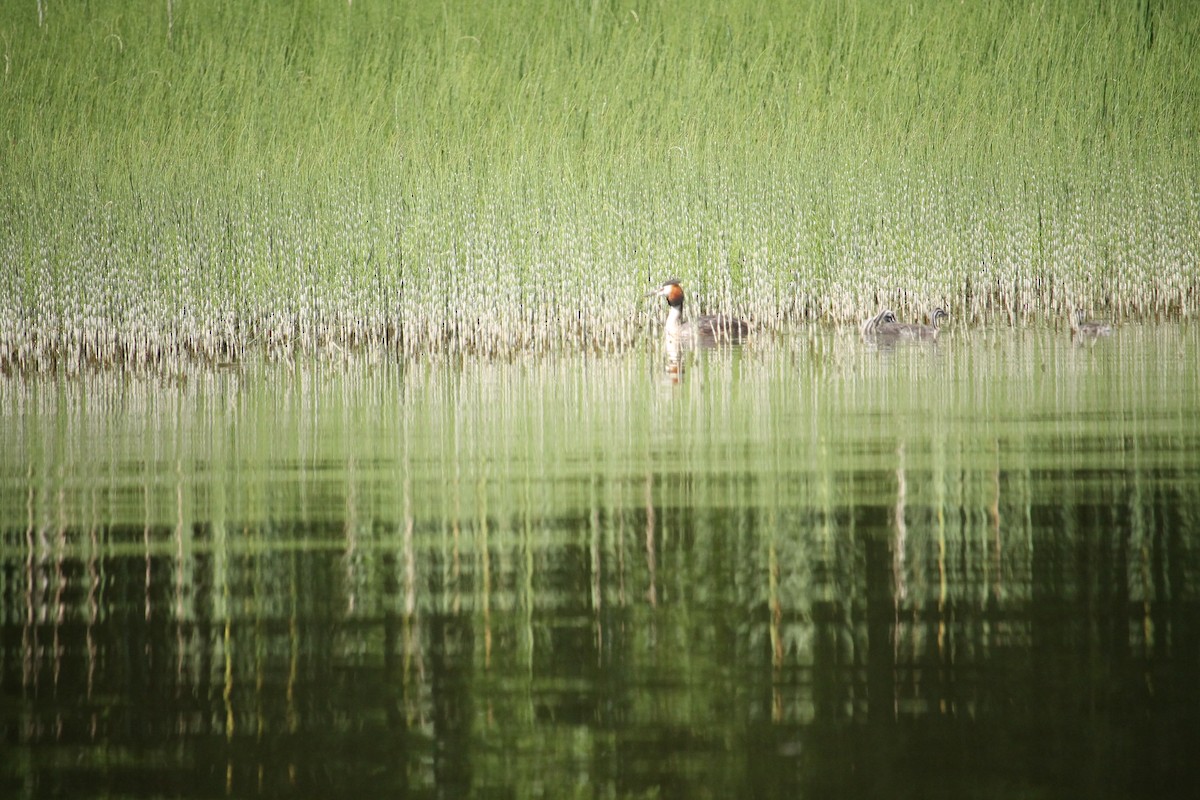 Great Crested Grebe - ML638063133