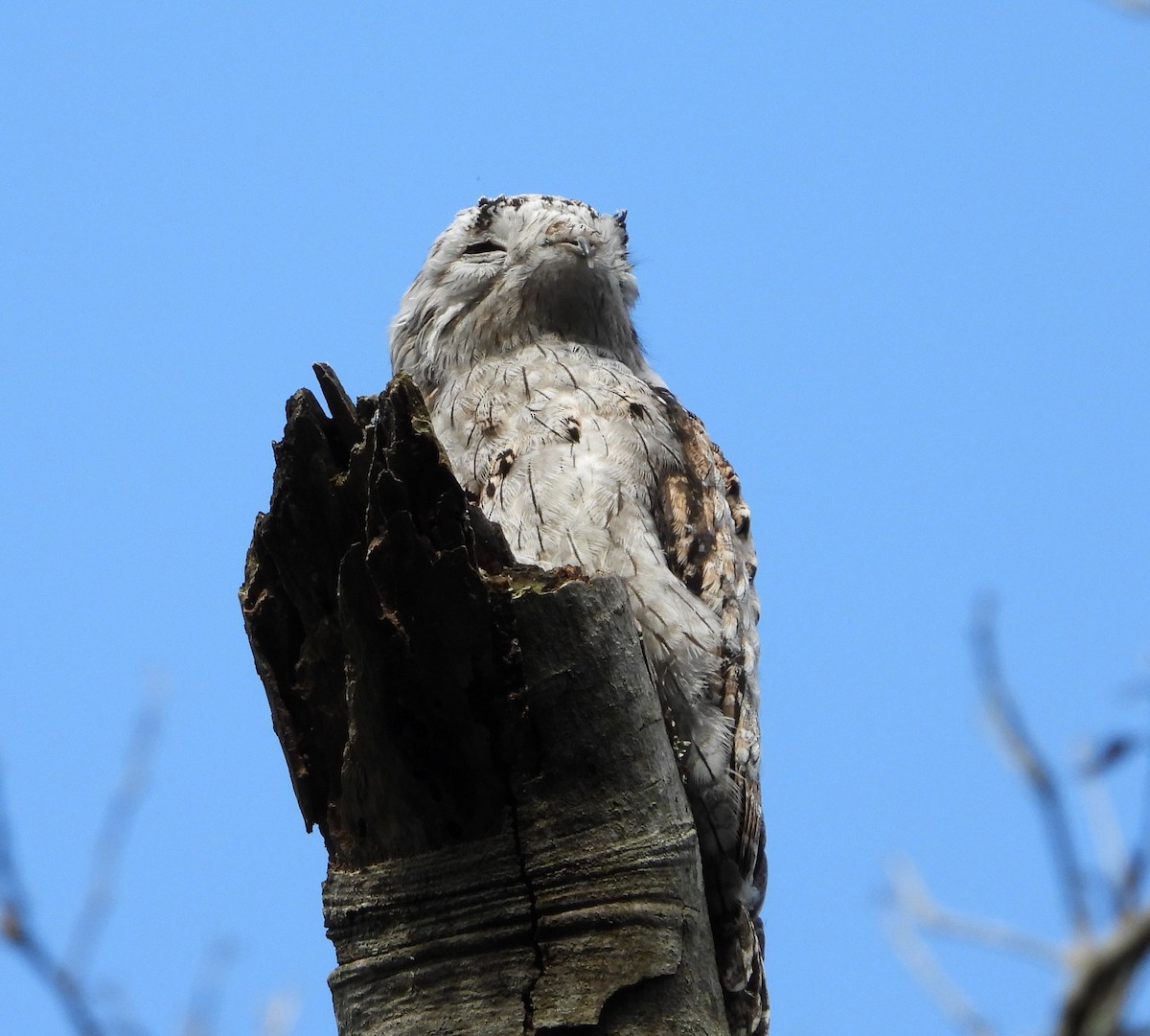 Northern Potoo - ML638063135