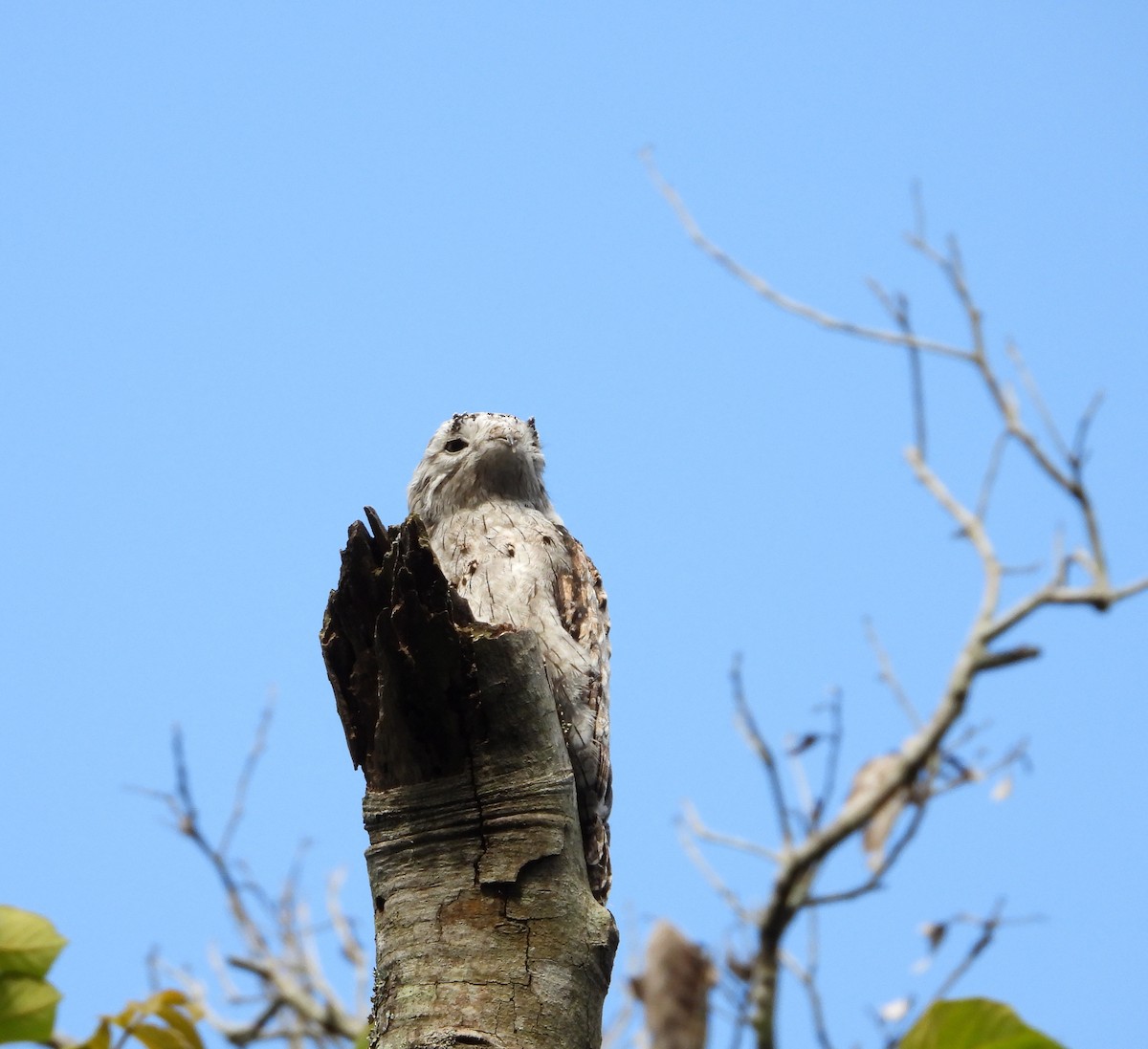 Northern Potoo - ML638063136