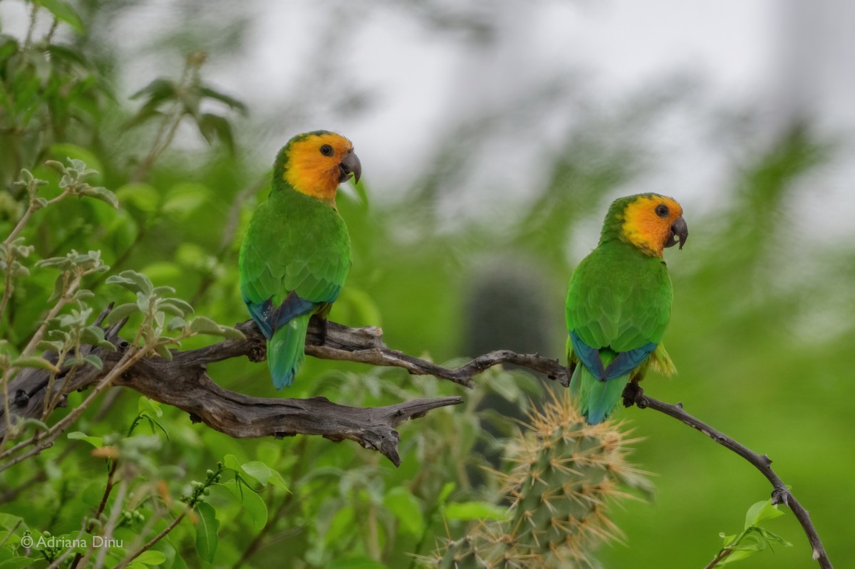 Brown-throated Parakeet - ML638063140