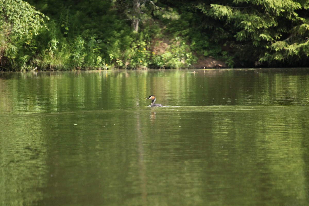 Great Crested Grebe - ML638063153