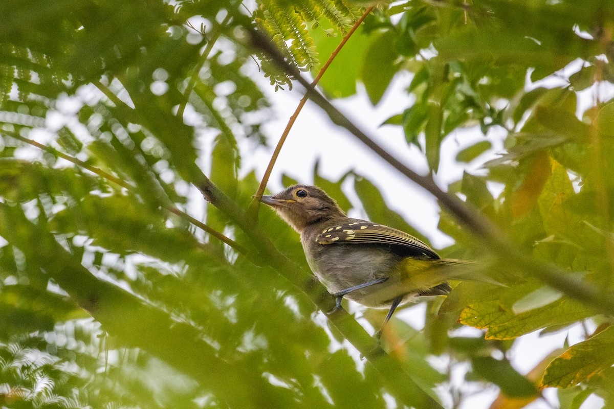 Nicator à tête brune - ML638063157
