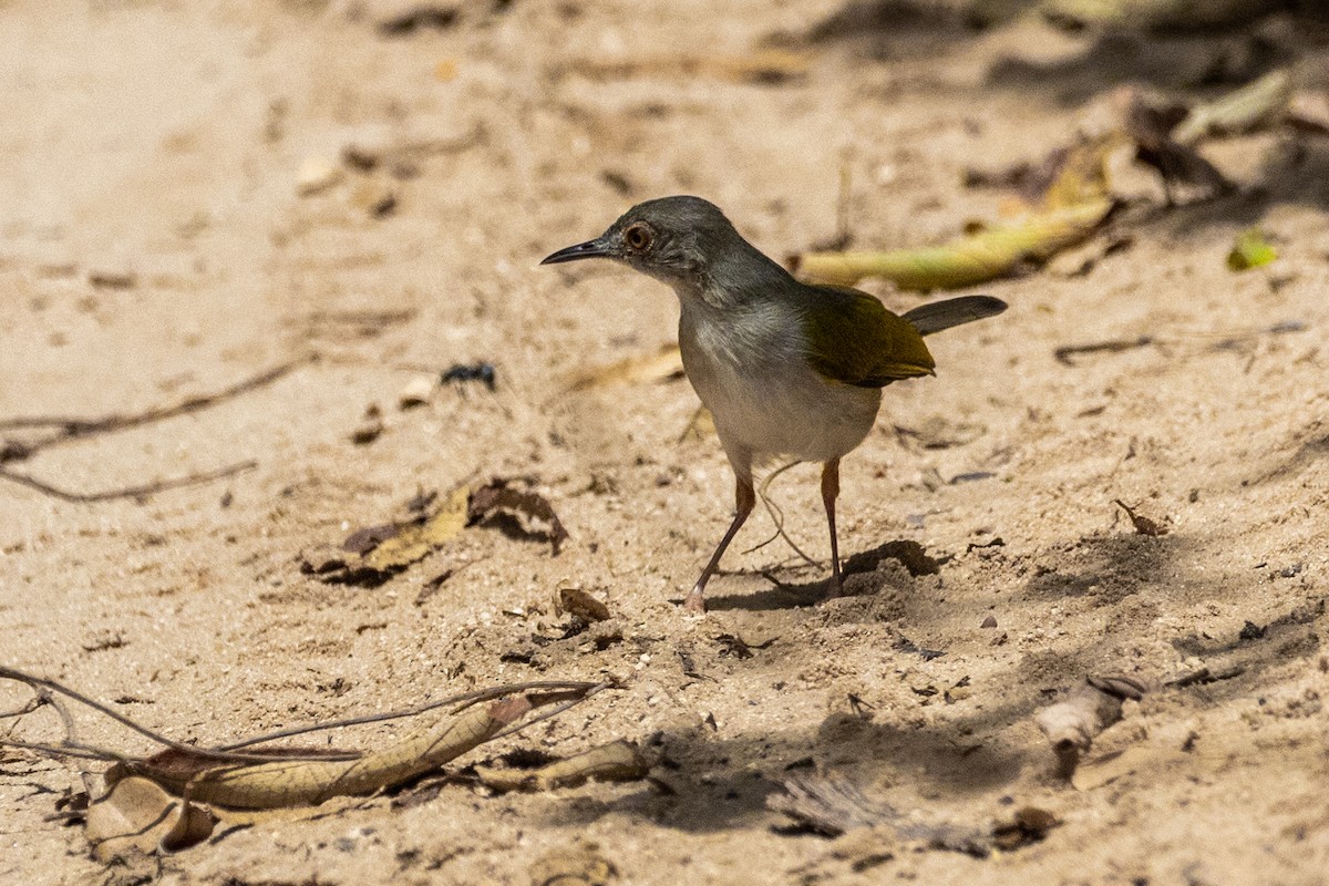 Green-backed Camaroptera - ML638063164