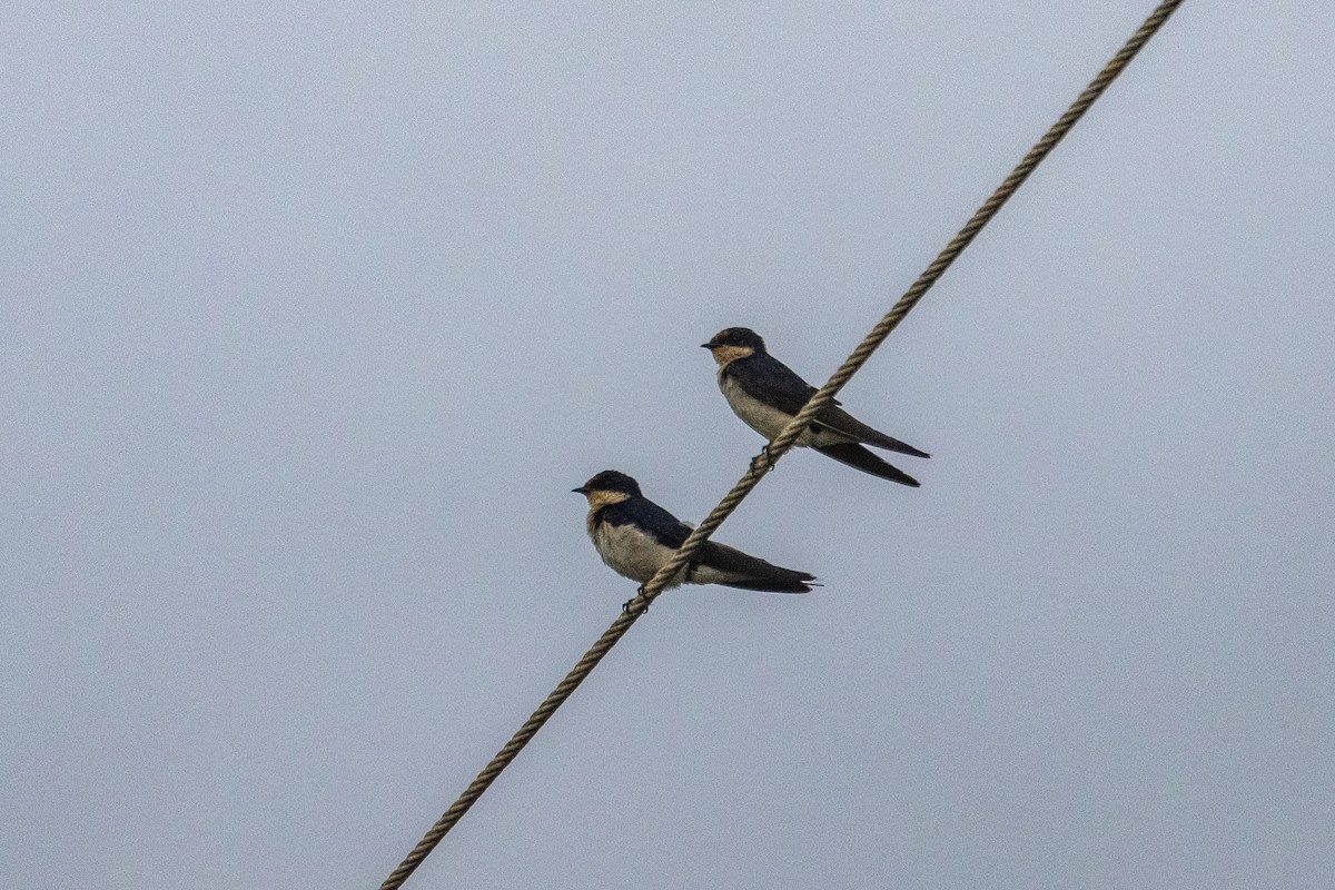 Ethiopian Swallow - ML638063169
