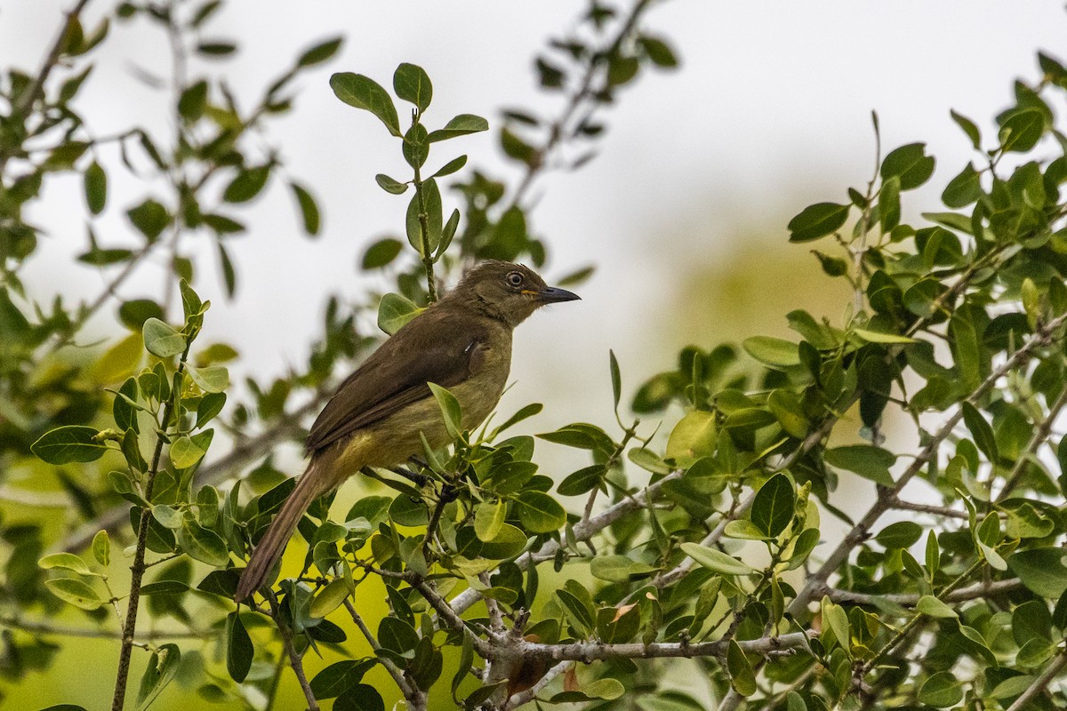 Sombre Greenbul - ML638063184