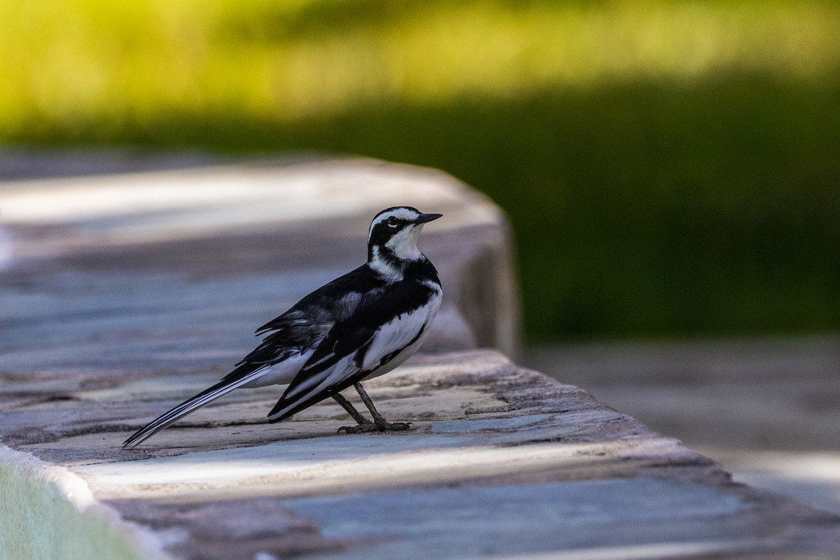 Плиска строката - ML638063192