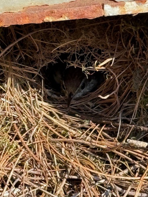 Carolina Wren - ML638063195