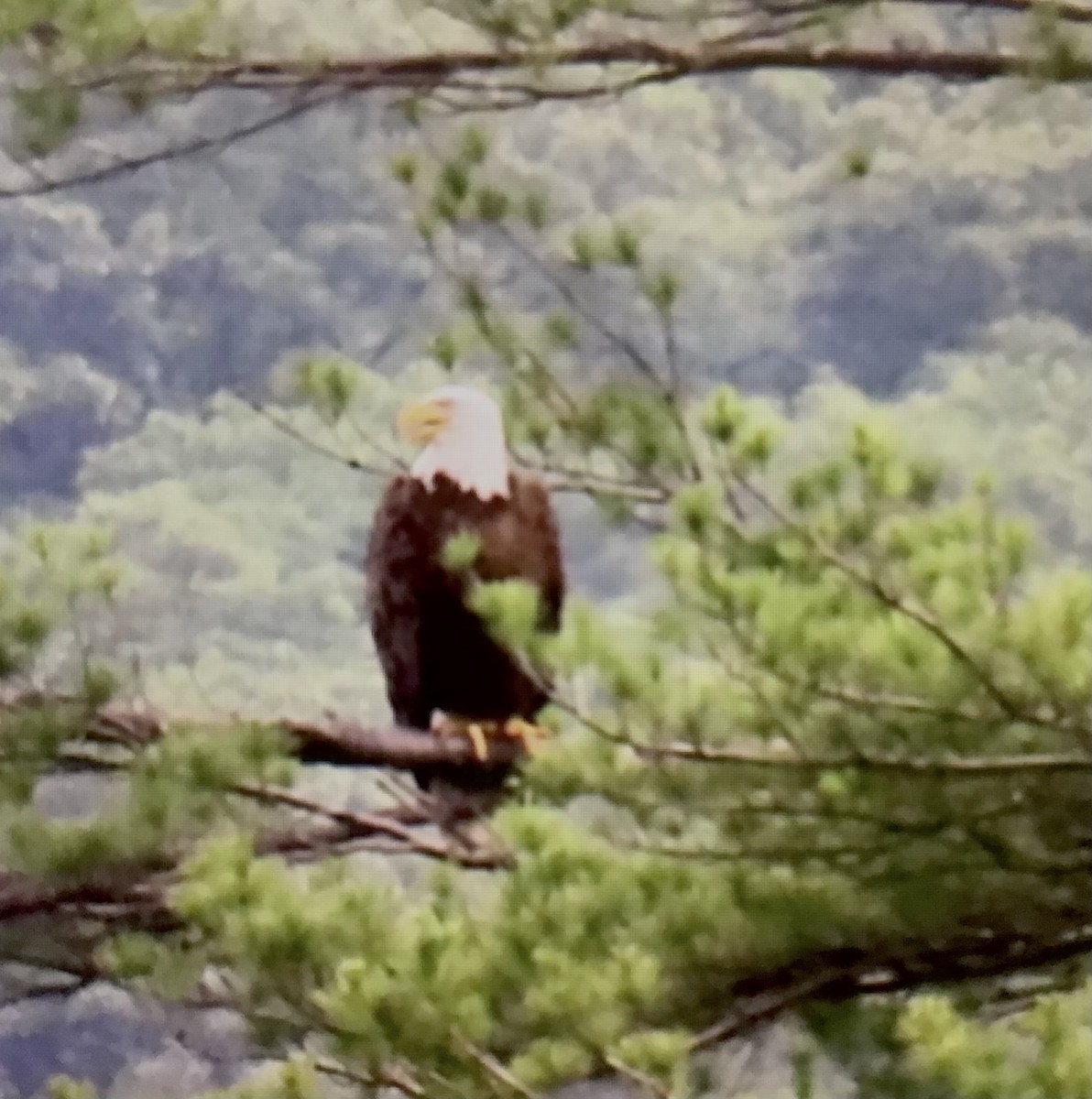 Bald Eagle - ML638063196