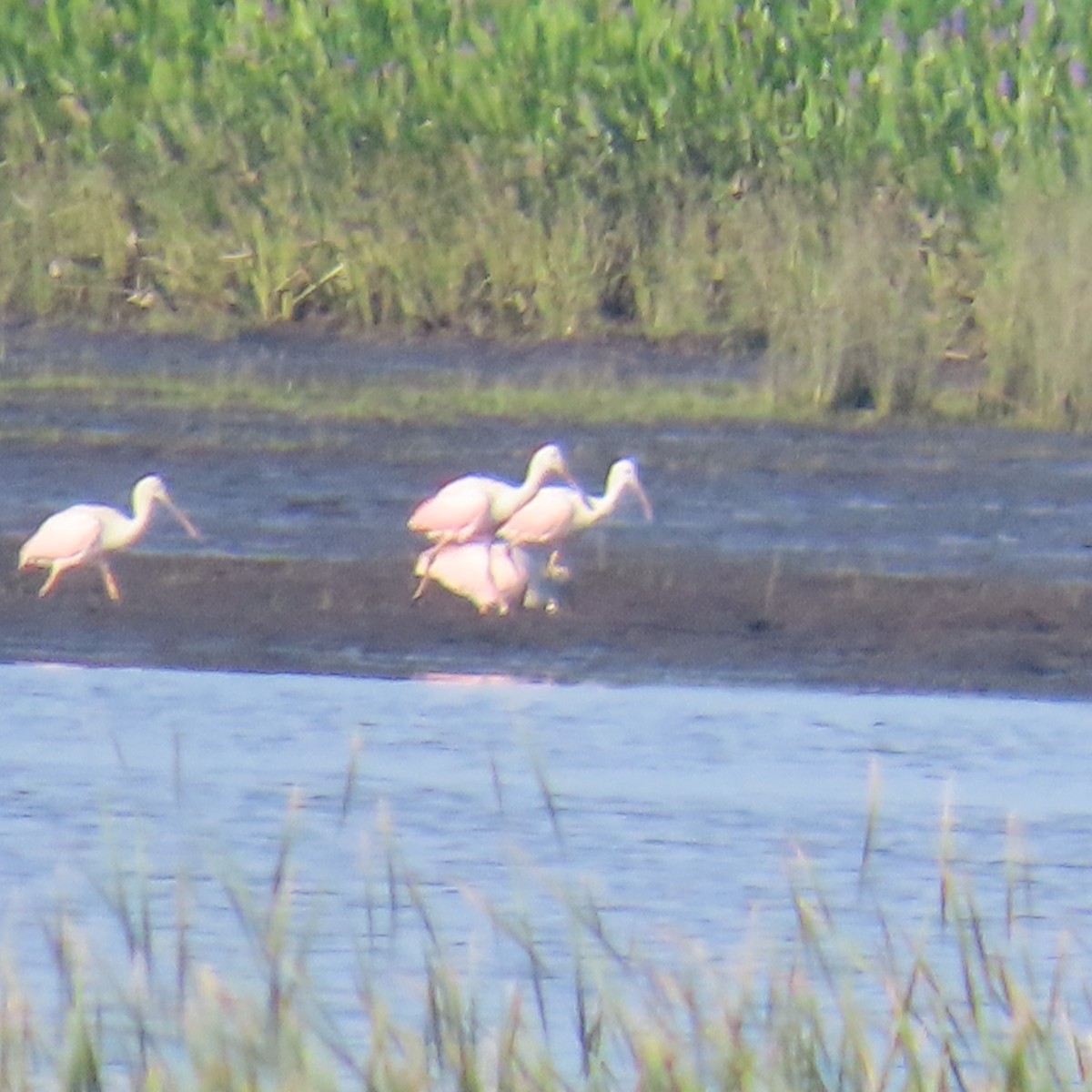 ベニヘラサギ - ML638063222