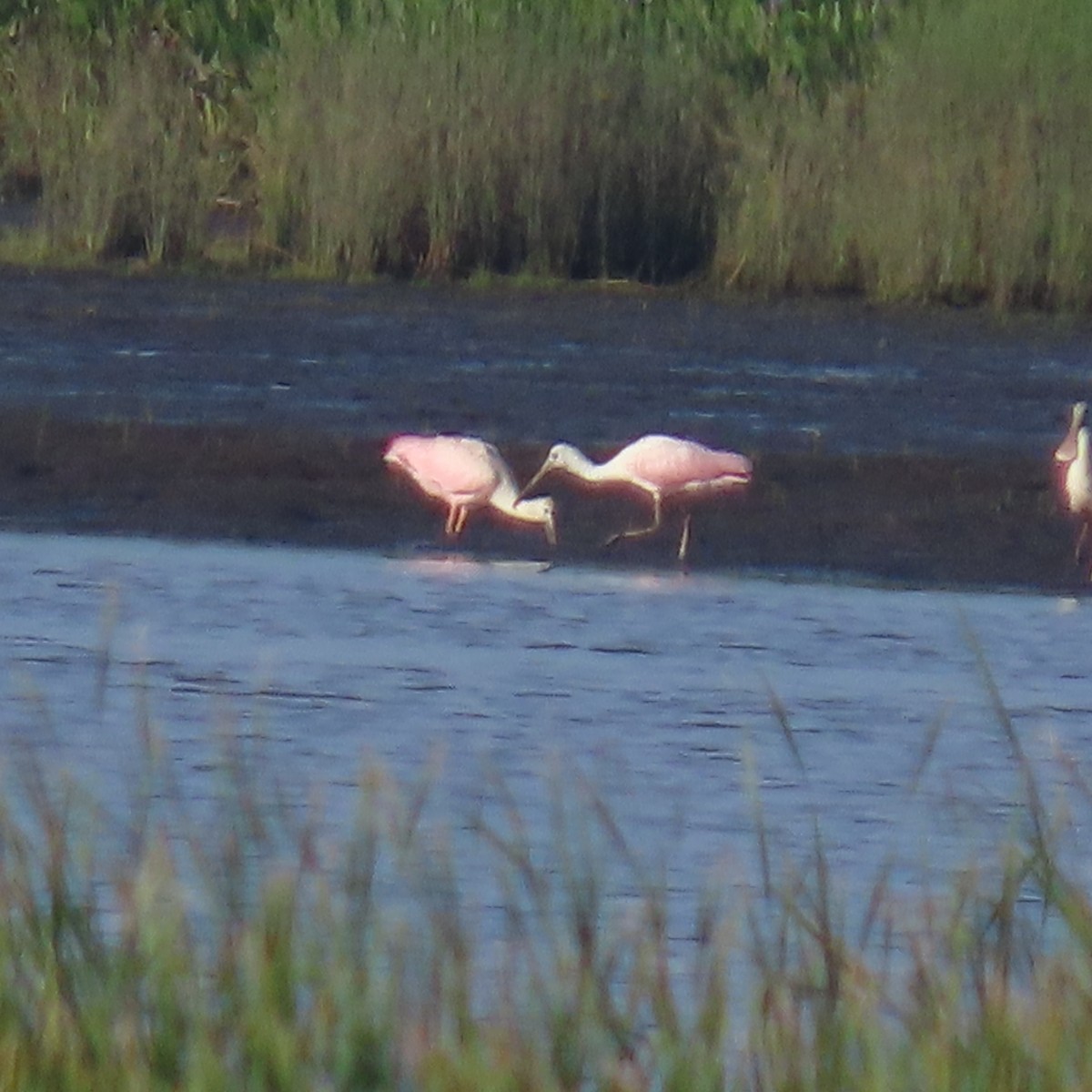 ベニヘラサギ - ML638063227