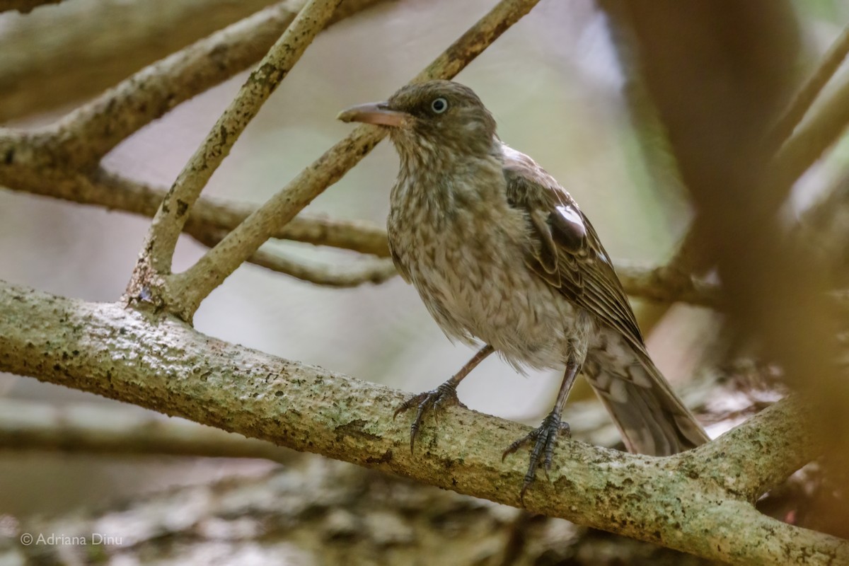 Pearly-eyed Thrasher - ML638063241